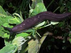 Urocyclidae