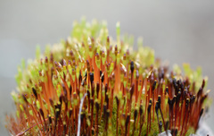 Tetraplodon mnioides