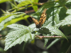 Polygonia satyrus