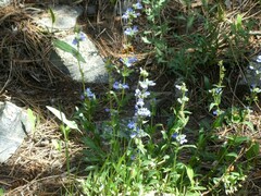 Penstemon virens