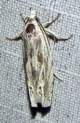 Eucosma olivaceana