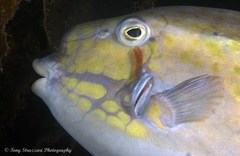 Cochleoceps orientalis