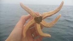 Orthasterias koehleri