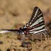 Mariposa Cometa Cebra - Photo (c) capnr0n, algunos derechos reservados (CC BY-NC-SA)