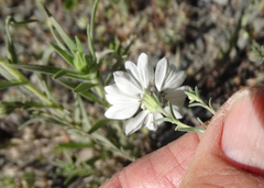 Blepharipappus scaber