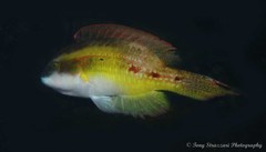 Oxycheilinus bimaculatus