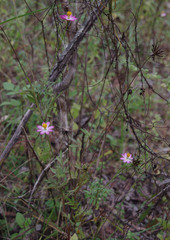 Cosmos caudatus