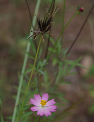 Cosmos caudatus