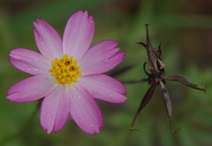 Cosmos caudatus