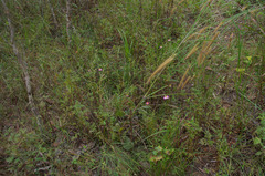 Cosmos caudatus