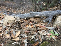 Crotalus willardi willardi