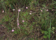 Cosmos caudatus