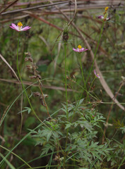 Cosmos caudatus