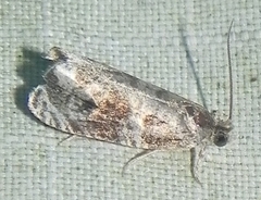 Olethreutes appendiceum