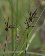 Cosmos caudatus