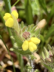 Castilleja tenuis