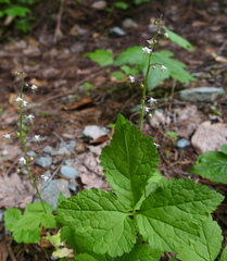 Tiarella trifoliata trifoliata