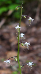 Tiarella trifoliata trifoliata