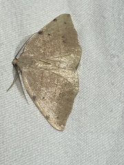 Drepanulatrix bifilata