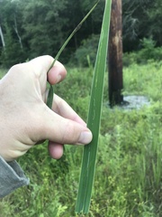 Cerodontha thompsoni