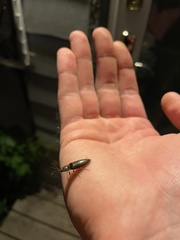 Hemicrepidius nemnonius