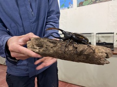 Dynastes septentrionalis