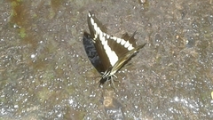 Image of Papilio rumiko