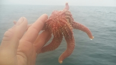 Orthasterias koehleri