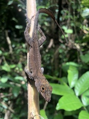 Anolis cristatellus