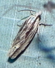 Eucosma olivaceana