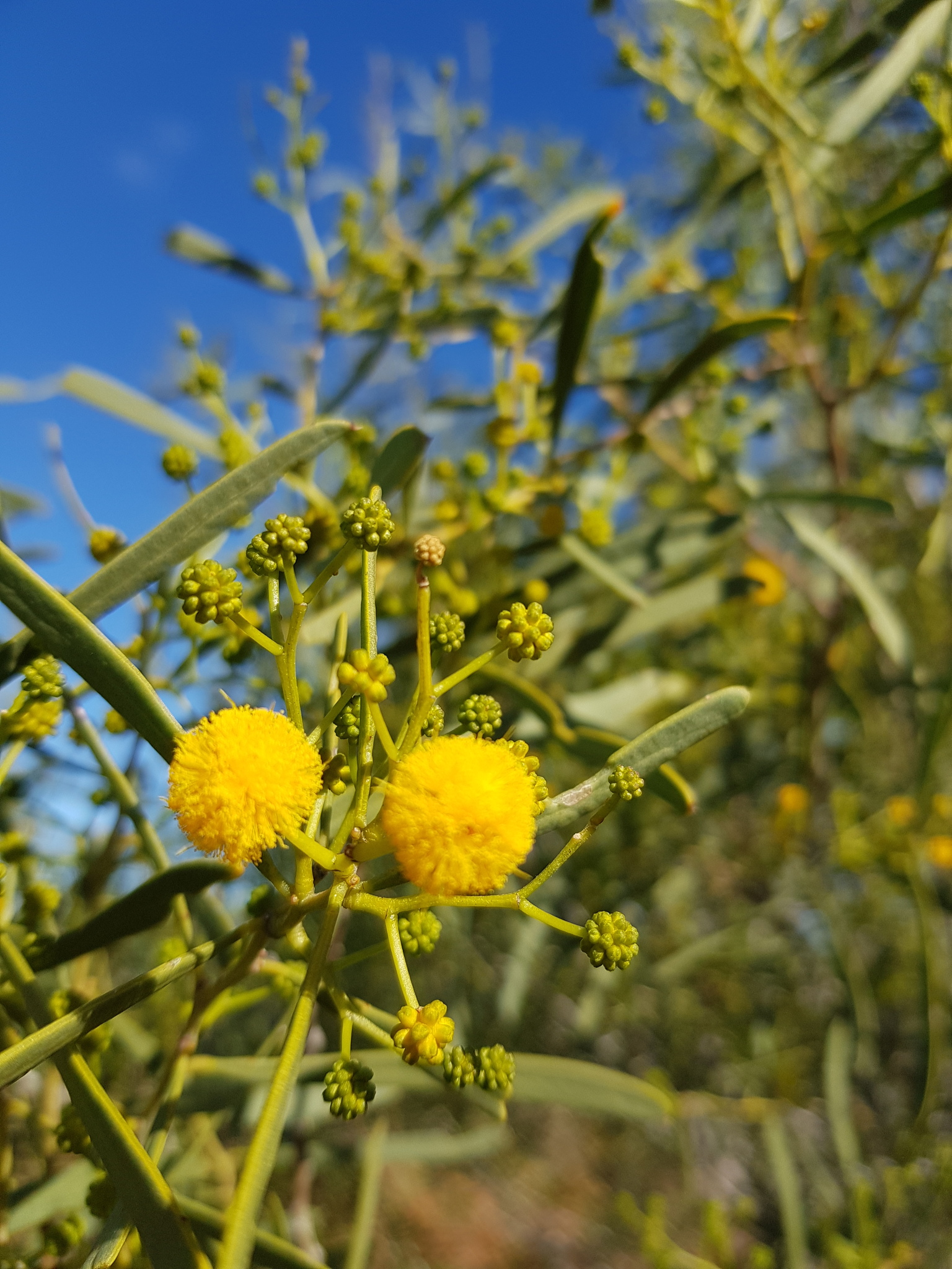 Acacia ligulata
