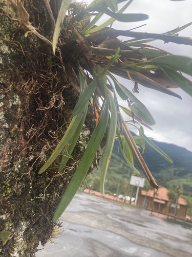 Epidendrum freireanum Hágsater & E.Santiago 3
