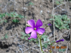 Angiospermae