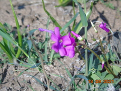 Angiospermae
