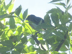 Camarhynchus psittacula