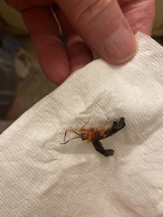 Tmetogaster nubilipennis