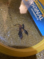 Tmetogaster nubilipennis