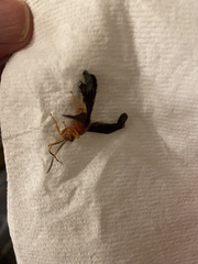 Tmetogaster nubilipennis
