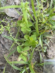 Lysimachia minima
