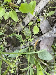 Lysimachia minima