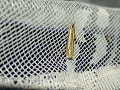 Crambus ericella