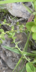 Lysimachia minima