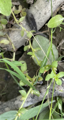 Lysimachia minima