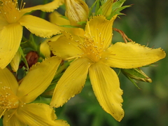 Hypericum perforatum