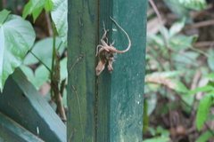 Anolis