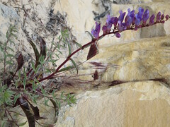 Penstemon laevis
