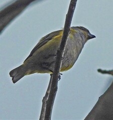 Euphonia chalybea