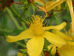Hypericum perforatum