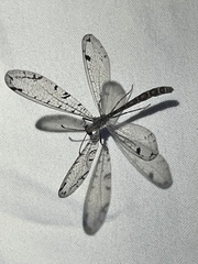 Dendroleon speciosus