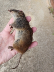 Antechinus minimus